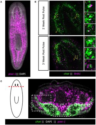 A Brain Unfixed: Unlimited Neurogenesis and Regeneration of the Adult Planarian Nervous System